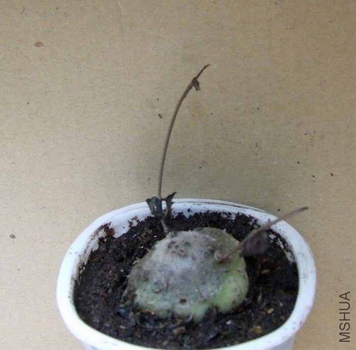 DSCF3009.JPG