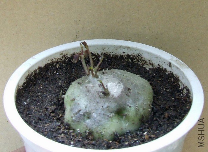DSCF3011.JPG