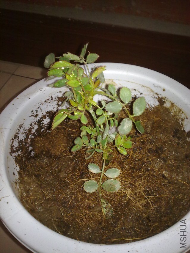 20120312435.jpg