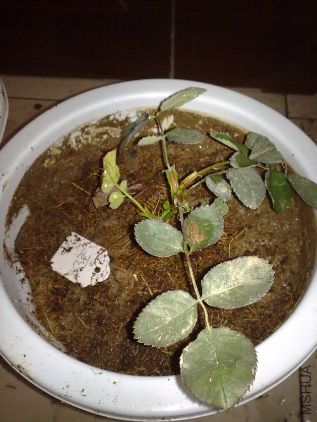 20120312434.jpg