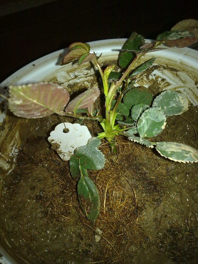 20120312433.jpg