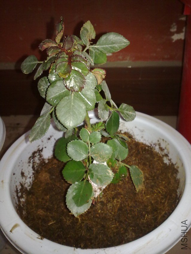 20120312432.jpg