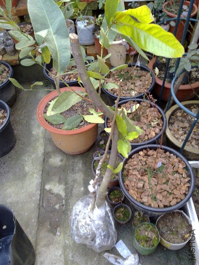 20120310849.jpg