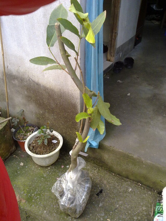 20120310851.jpg