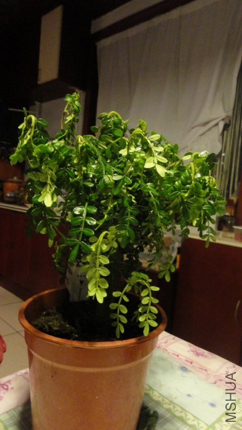 DSC01293.jpg