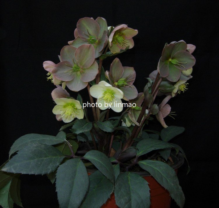 DSCN9950.jpg