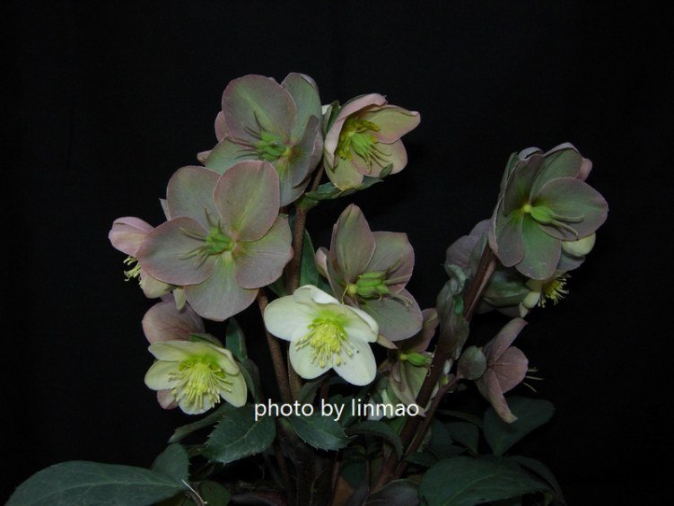 DSCN9949.jpg