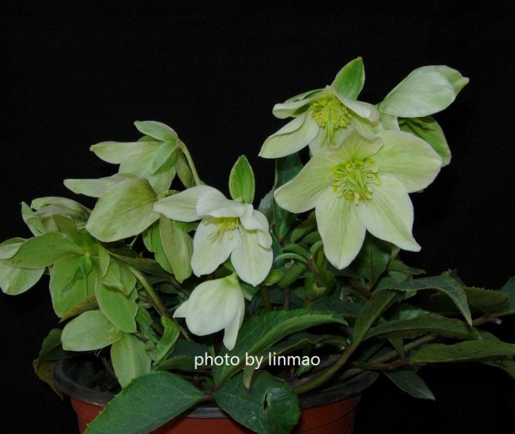 DSCN9952.jpg