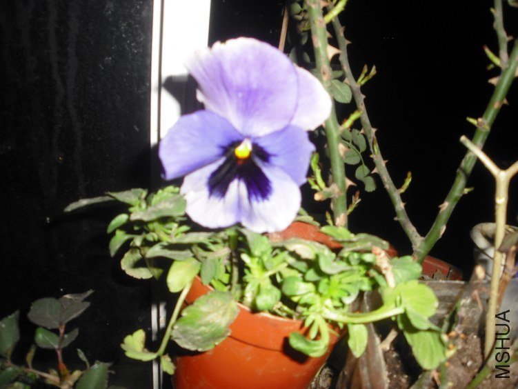 CIMG0037.JPG