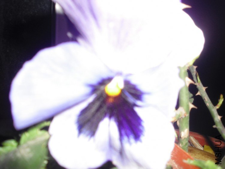 CIMG0036.JPG