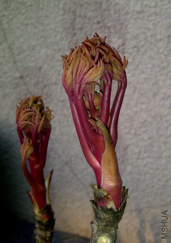 IMG-20120313-00791_conew1.jpg