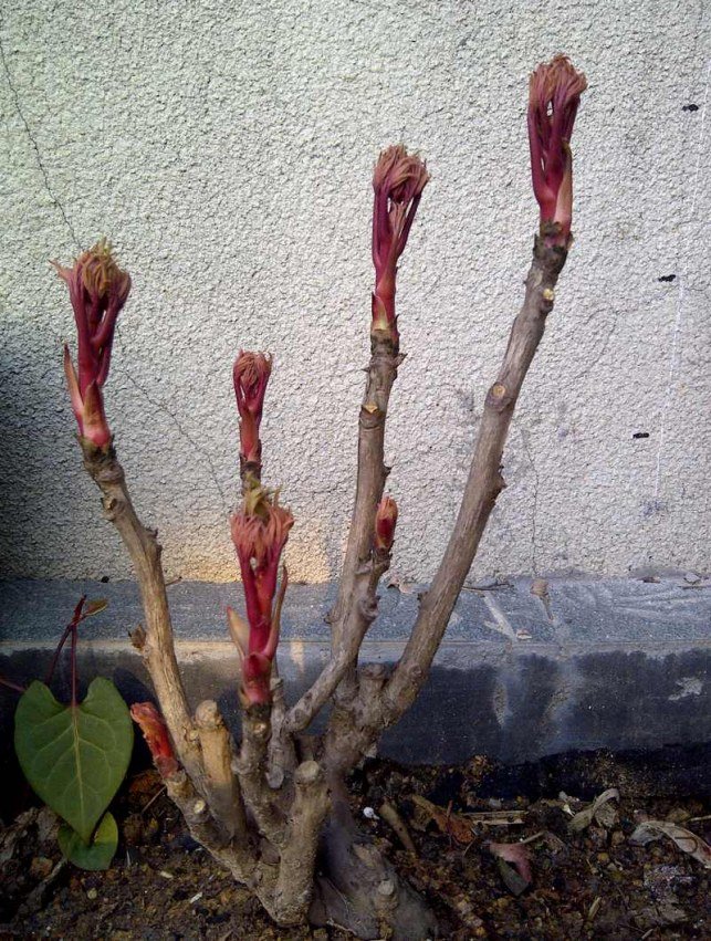 IMG-20120313-00794_conew1.jpg