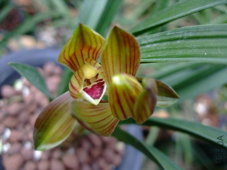 ��Ƭ2012-3-13f 08611.jpg