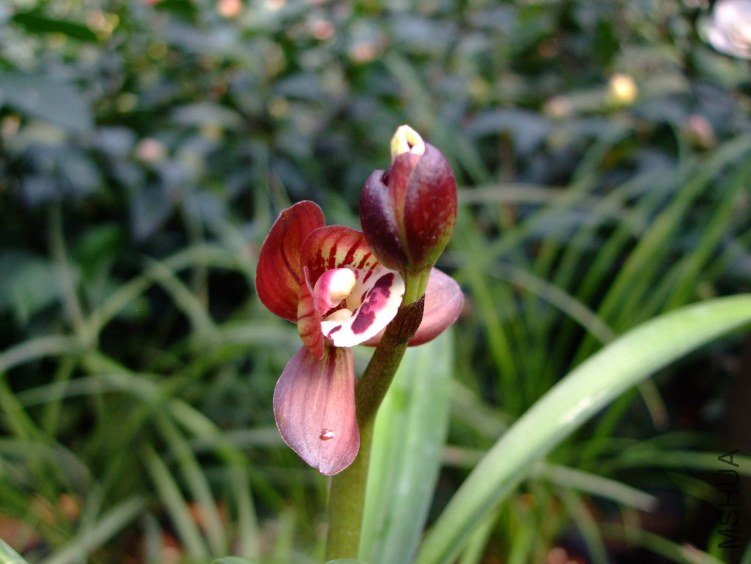 ��Ƭ2012-3-13f 02411.jpg