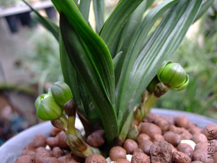 ��Ƭ2012-3-13f 03911.jpg