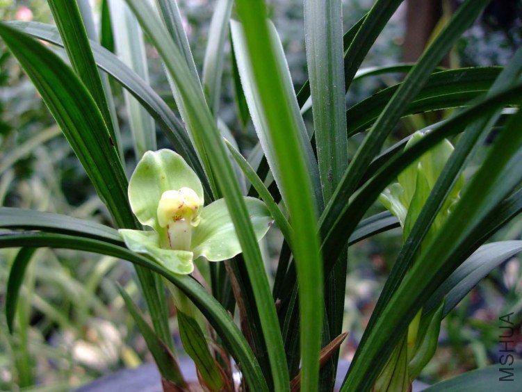 ��Ƭ2012-3-13f 01711.jpg