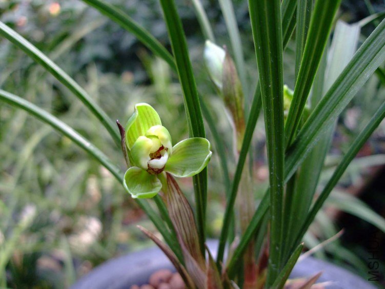 ��Ƭ2012-3-13f 00811.jpg