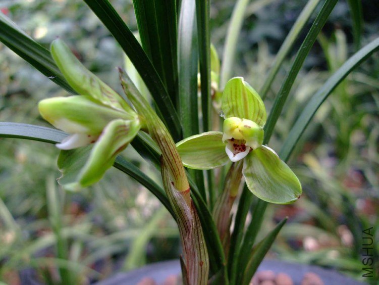 ��Ƭ2012-3-13f 00711.jpg