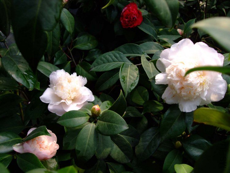 ����֮�� 2012-3-13f 066.jpg