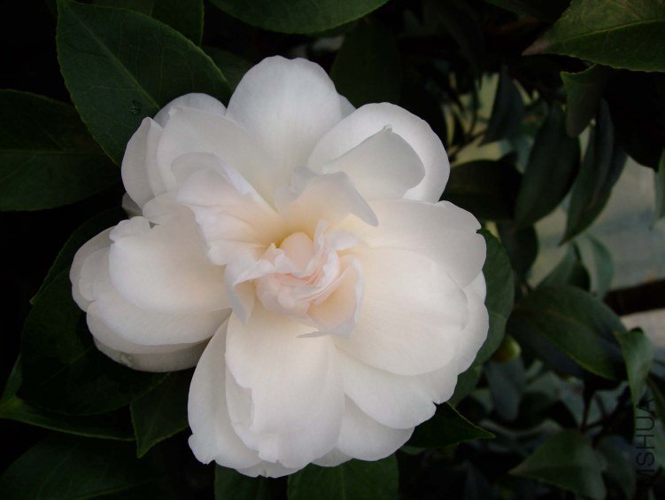 �Ѱ������� 2012-3-13f 047.jpg