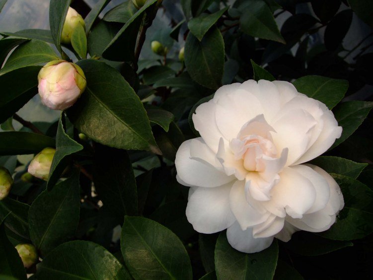 �Ѱ������� 2012-3-13f 048.jpg