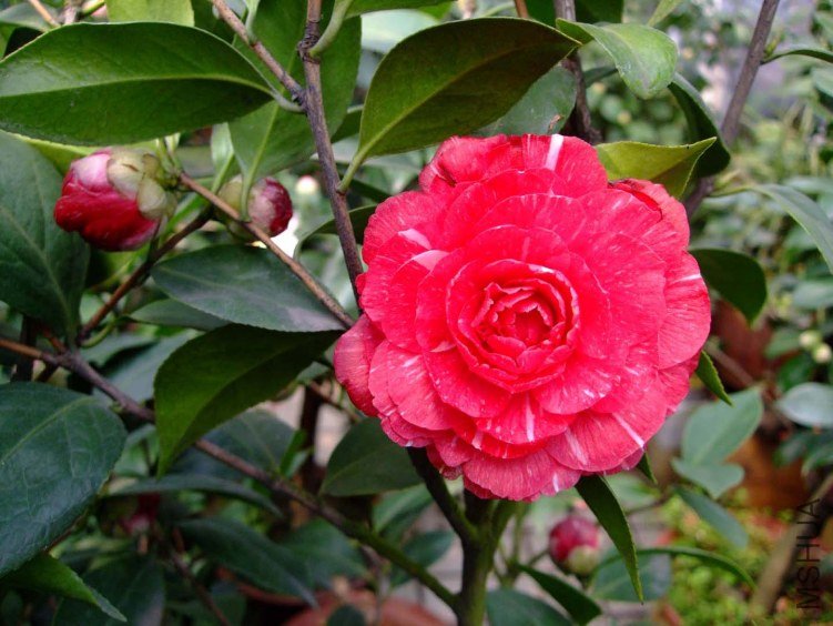 ԧ���� 2012-3-13f 067.jpg