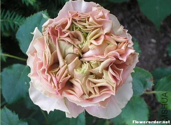 ��鵰�� ��Wedding Cake��1.jpg