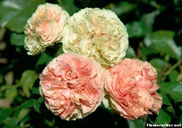 ��鵰�� ��Wedding Cake��2.jpg