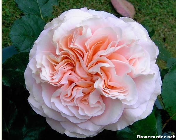 ��鵰�� ��Wedding Cake��3.jpg