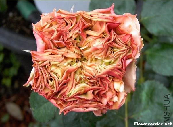 ��鵰�� ��Wedding Cake��4.jpg