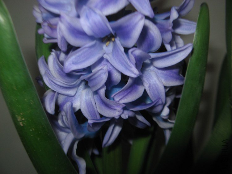 ��ɫ������