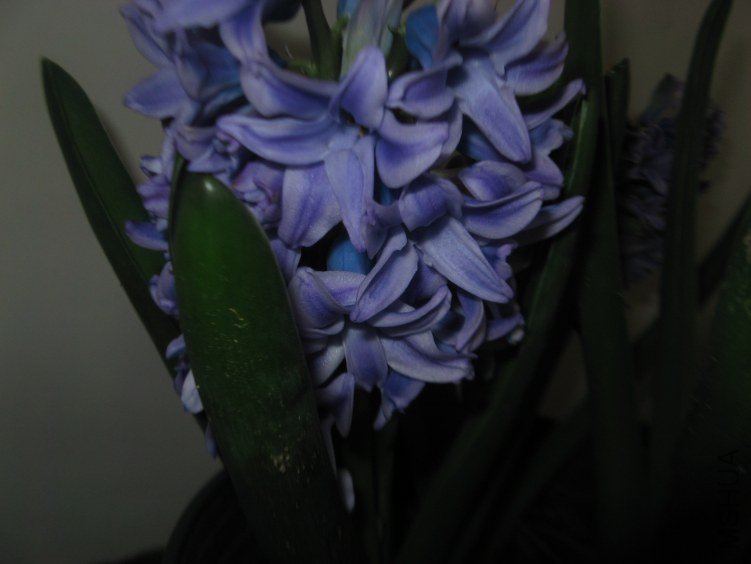 ��ϲ������ɫ