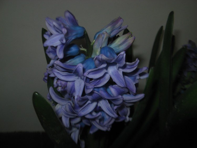 ͺ���ķ�����