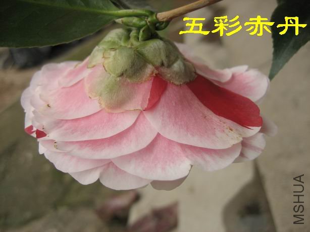 IMG_3989.JPG