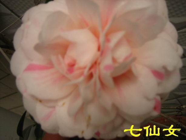 ����Ů19.JPG