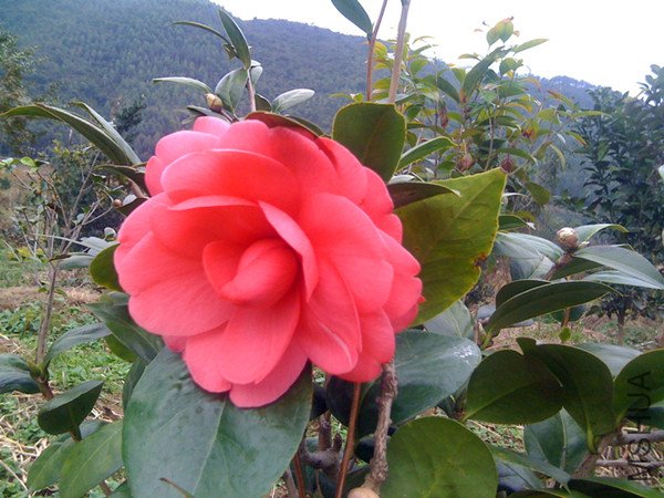 guihua 012 (2)_����.jpg