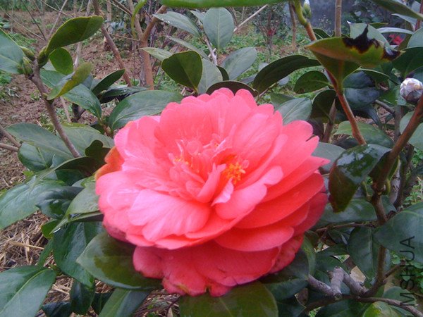 guihua 009 (2)_����.jpg