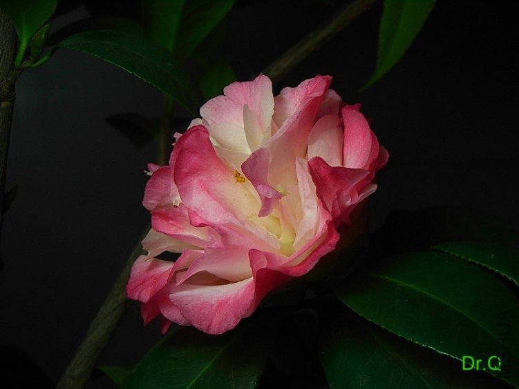 0314-1.JPG