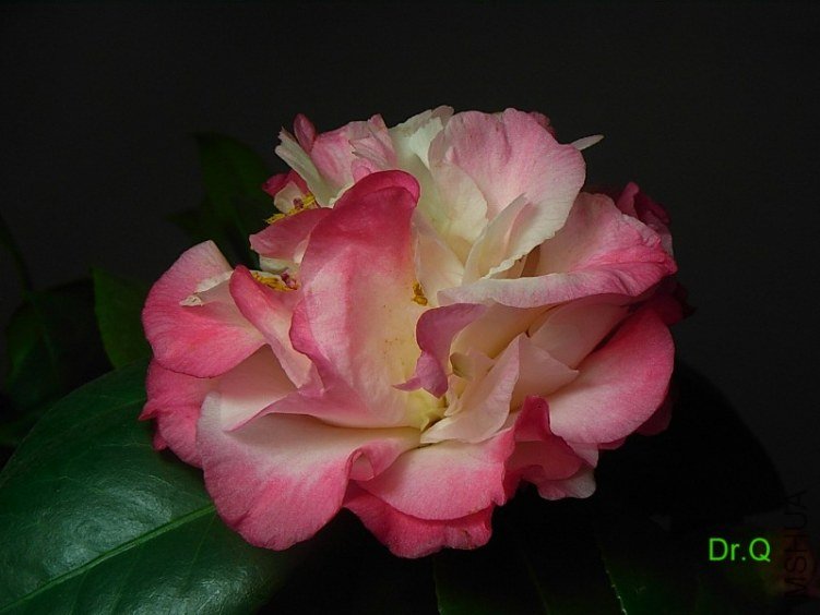 0314-7.JPG