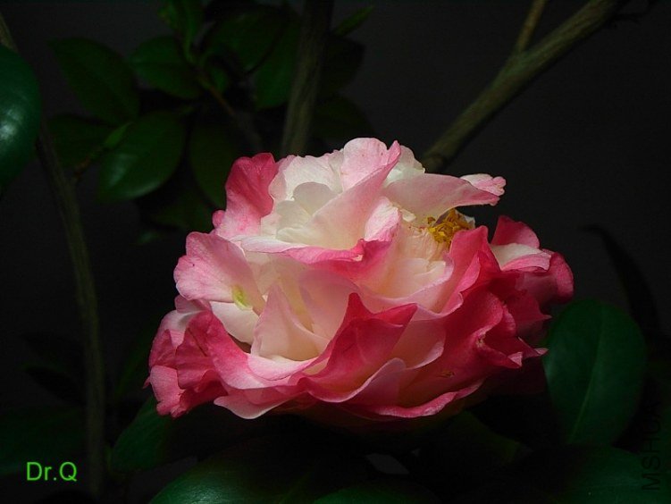 0314-9.JPG