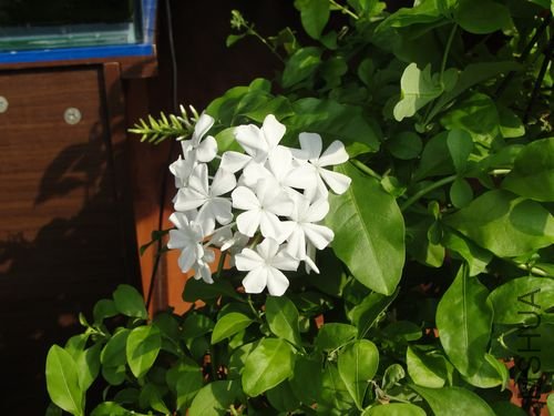 DSC00876.jpg