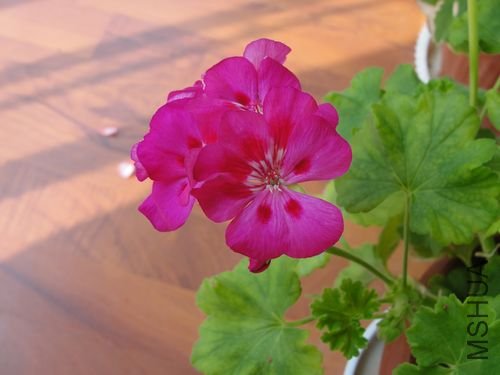 DSC00880.jpg