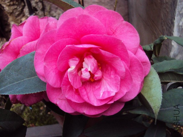 DSC05575.JPG