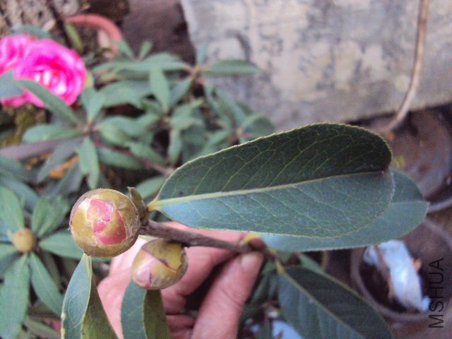 DSC05576.JPG