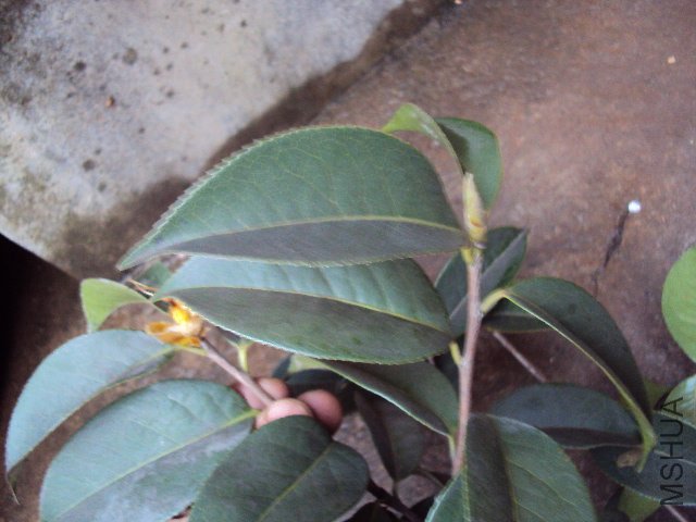 DSC05578.JPG