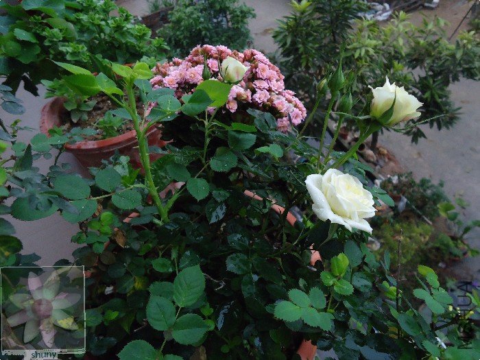 DSC00062.jpg