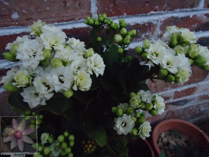 DSC00066.jpg