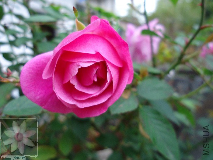 DSC00084.jpg