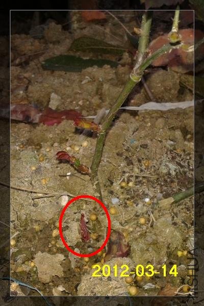 2012-03-14 17.40.27.jpg