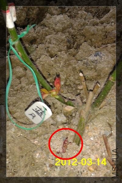 2012-03-14 17.40.39.jpg